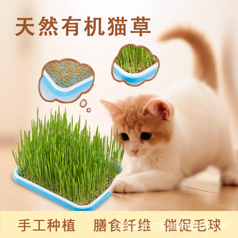 有機貓草 無土栽培貓草貼牌定制代加工