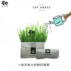 網紅貓草小麥貓草