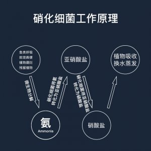 宣歌魚缸硝化細菌水質澄清劑500ml