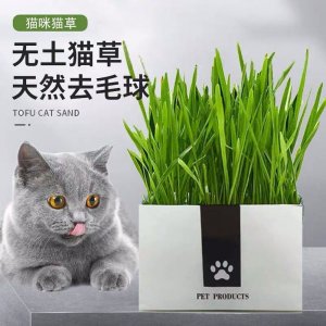 貓草無土有機貓草