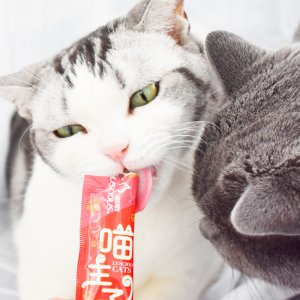 西安米啦小喵寵物用品有限責任公司