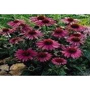 紫錐菊提取物OEM代加工