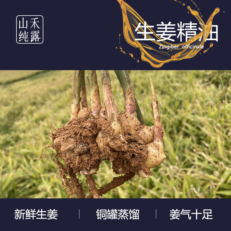 食品級生姜精油OEM代加工