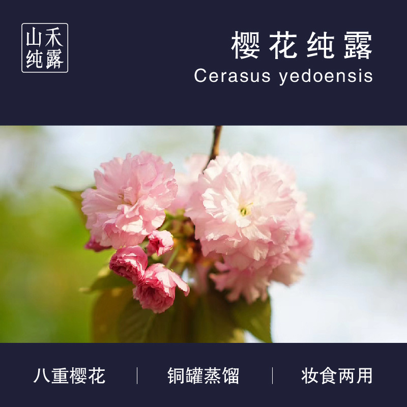 無糖櫻花水蒸餾液飲品 食品級櫻花純露OEM代加工