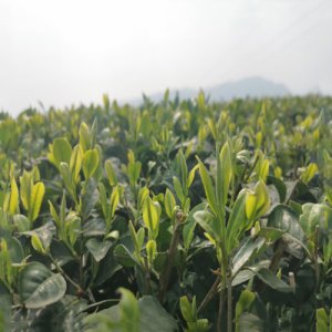 陸羽留香綠茶禮盒3