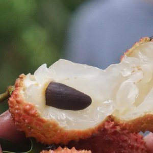 小禾鸞桂味荔枝
